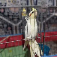 عروس|پرنده|سیرجان, |دیوار