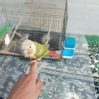 گرینچیک