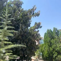 پانسیون نگهداری اسب|فروش زمین و ملک کلنگی|شهریار, رنگرز|دیوار