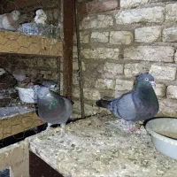 کفتر نروماده سبز کاکلی پرشتی