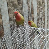 طوطی برزیلی دستی