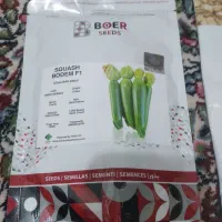 بذر کدو