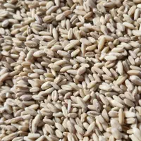 گندم جو ذرت سویا سبوس گندم تفاله چغندر کاه