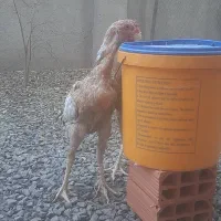 دوعددخروس لاری|حیوانات مزرعه|خان ببین, |دیوار