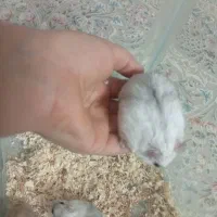 همستر|موش و خرگوش|تهران, فلاح|دیوار