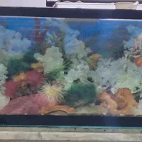 آکواریوم شیشه ای