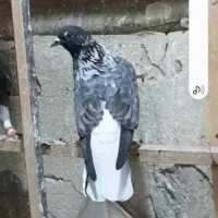 شازده. پشت دار. سوسکی تخت دمسفید. تیکه پاره کبوتر|پرنده|اصفهان, ملک‌شهر|دیوار