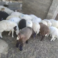 فروش بره نر