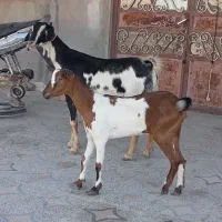 کهره نقشی بابچه نر و کهرهی گل توپی به فروش|حیوانات مزرعه|قشم, |دیوار