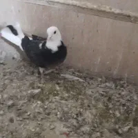 کبوتر گمشده شهر قدس|حیوانات|قدس, شهر‌قدس|دیوار