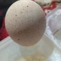 بوقلمون تخم گذار|حیوانات مزرعه|بیرجند, |دیوار