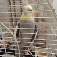 پرنده عروس فروشی|پرنده|بندر انزلی, انصار الحسین|دیوار