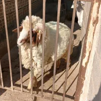 حیوانات مزرعه|حیوانات مزرعه|لامرد, |دیوار