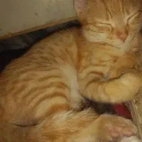واگذاری گربه