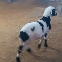 بره ماده شیری|حیوانات مزرعه|سیلاخور, |دیوار