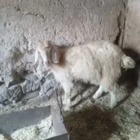 کره در رابر