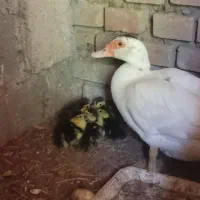 اردک خارجی باجوجه هاش