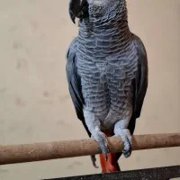 کاسکو سخنگو دم قرمز شاه تخم بسیار رام بازیگوش