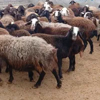 ۷۰ میش قزل افشار درجه یک یک