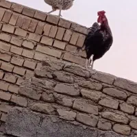 مرغ وخروس