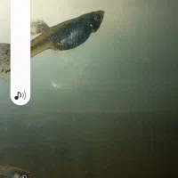 ماهیگپی|ماهی|سبزوار, قلعهنو دهزار|دیوار