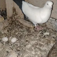چند عدد کبوتر