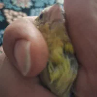 جوجه سیره قناری نر