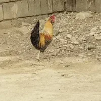 مرغ محلی و خروس محلی