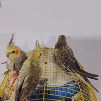 عروس هلندی|پرنده|محمدشهر, محمدشهر|دیوار