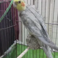 عروس هلندی نر آهویی|پرنده|مراغه, |دیوار