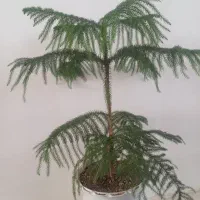 فروش گل مطبق