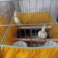 ۶عدد جوجه عروس هلندی