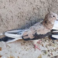 سرورکاکلی باخت رفته جوجه داره