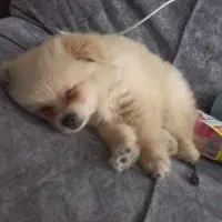 سگ پامر خرسی ماده