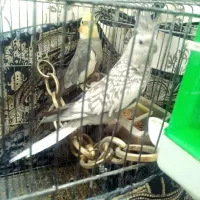 عروس هلندی|پرنده|بروجرد, |دیوار