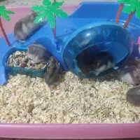 ۷ همستر مینیاتوری دونه ای100تومان