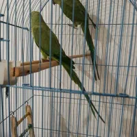 طوطی ملنگو|پرنده|آمل, |دیوار