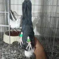 کبوتر رنگی|پرنده|اهواز, فرهنگ شهر|دیوار