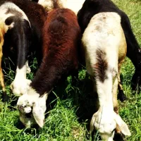 دو عدد بره ماده آبستن