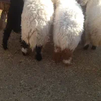 حیوانات و مزرعه