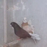 کبوتر|پرنده|پیشوا, |دیوار