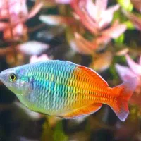 ماهی آکواریومی پلنتی