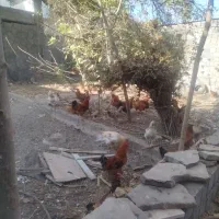 خروس|حیوانات مزرعه|مشهد, جاهد شهر|دیوار