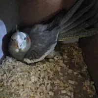 عروس هلندی جنسیت ماده