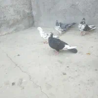 سینه دوم  جوانه سره نر