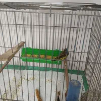 سهره ماده و یاسمین