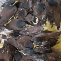 جوجه مینا