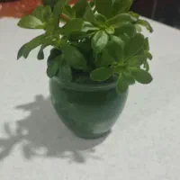 گل های کوچیک