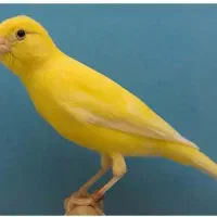 قناری رسمی اهوازی