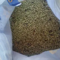 فروش عدس